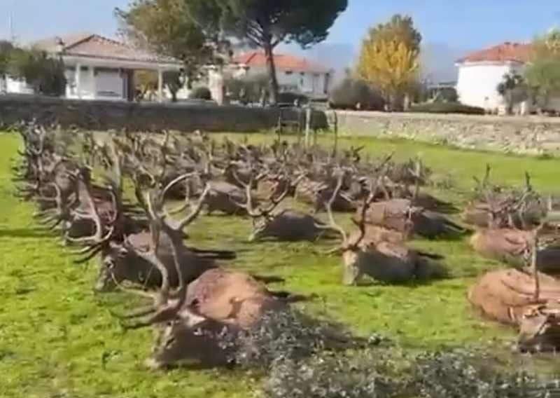 Resultado Montería Valdeolivas 2024 Sierra España